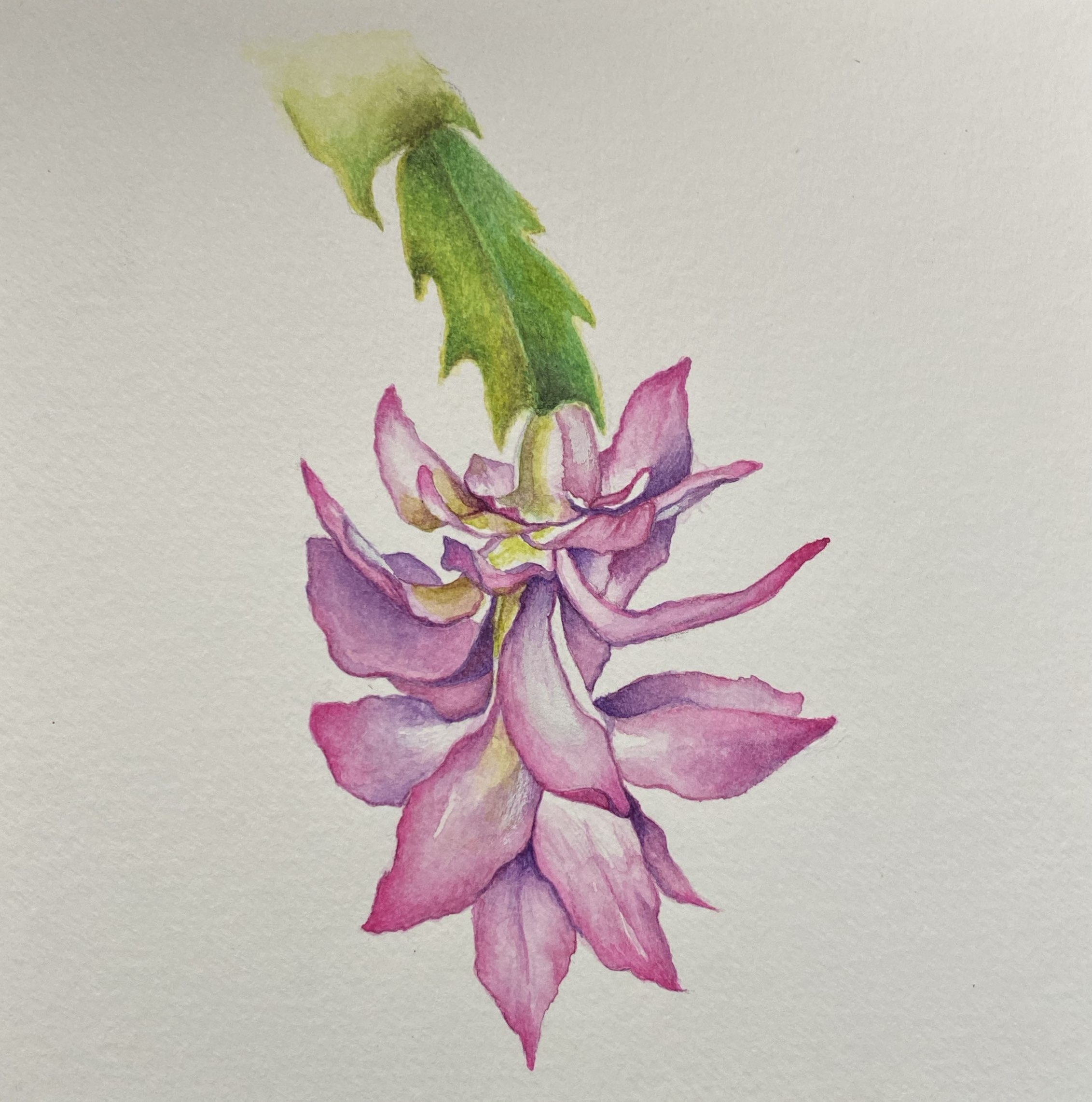 Cactus Flower in Watercolors